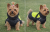 human-to-pet(3).png