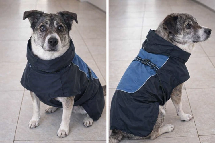 human-to-pet (2).jpg