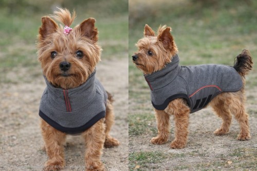 human-to-pet (5)(1).jpg