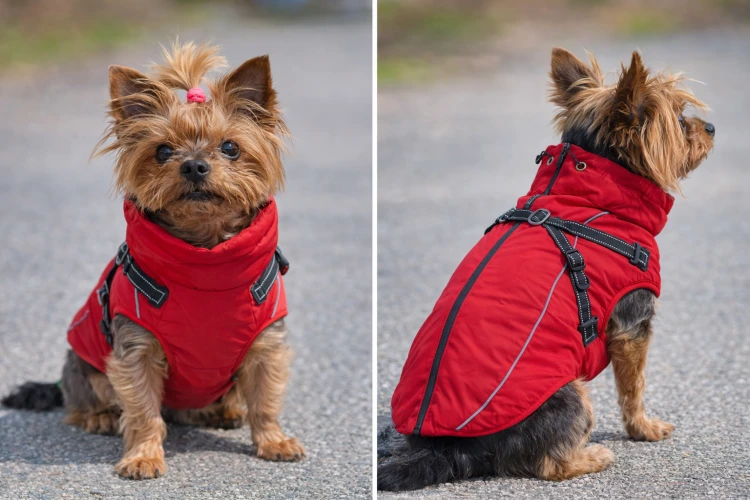 human-to-pet (6).jpg