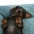578496_ml_contemporary_hundebett_portland__fg_5179_4.webp