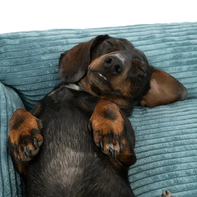 578496_ml_contemporary_hundebett_portland__fg_5179_4.webp